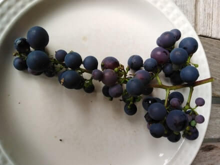  Oogst blauwe druif op een bord 